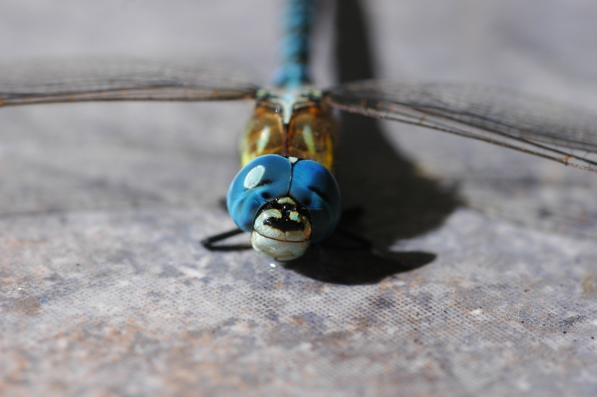 Dragonfly HD Wallpaper