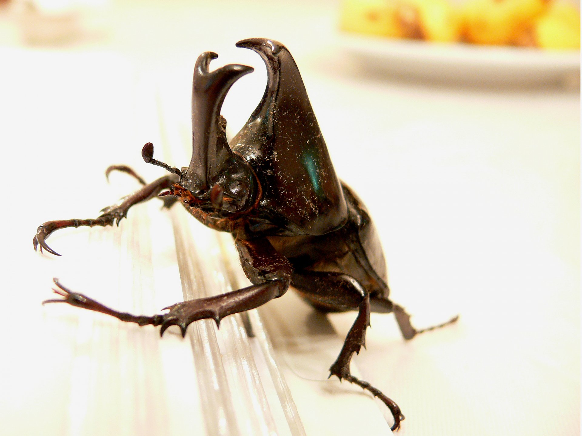 Download Animal Insect HD Wallpaper