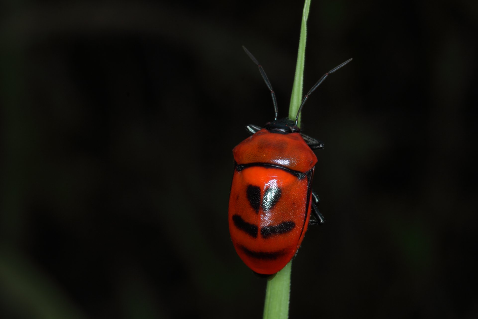 Download Animal Insect 4k Ultra HD Wallpaper