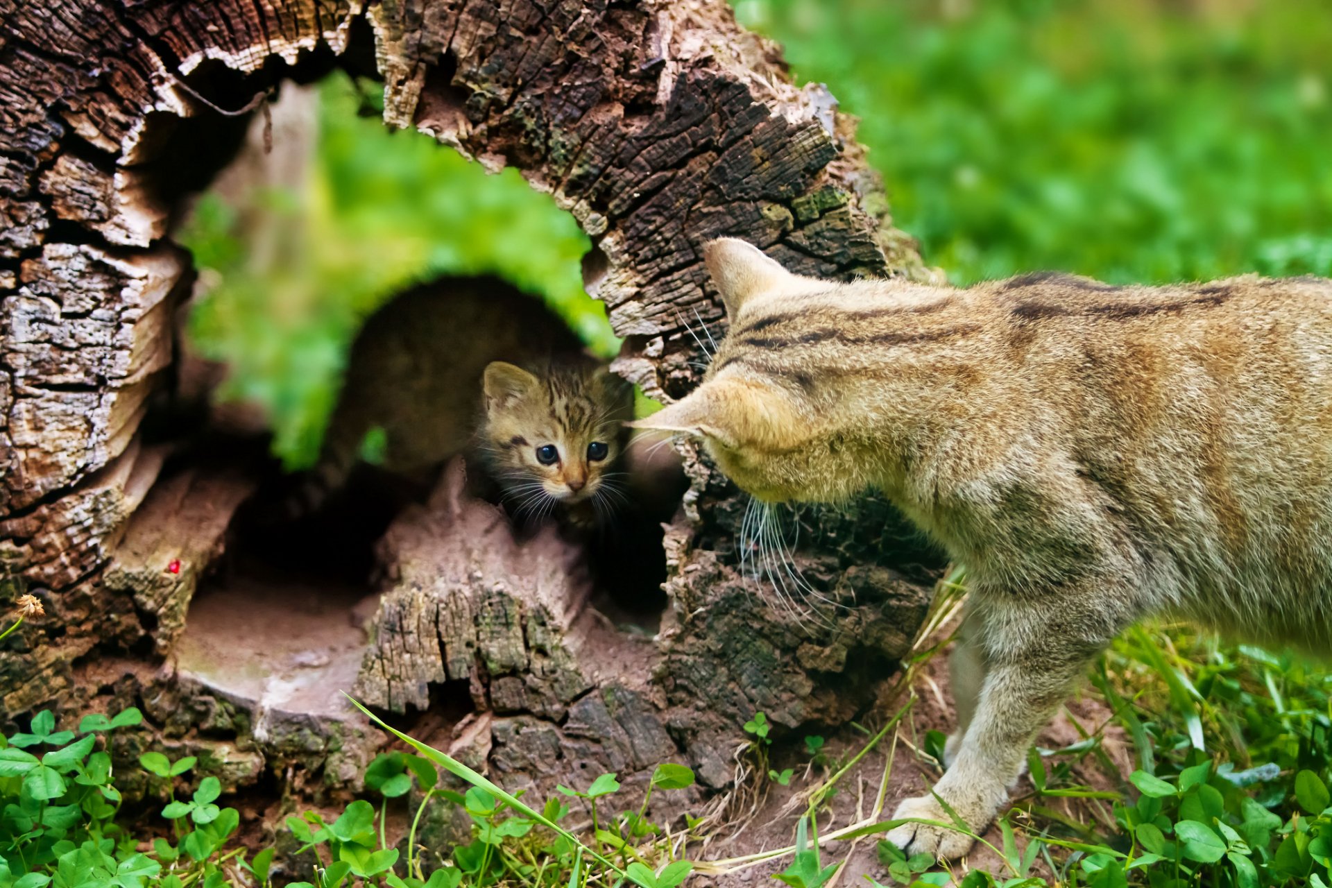 A high-definition desktop wallpaper featuring a cat interacting with a small kitten peering out from behind a tree log, set against a vibrant green background.