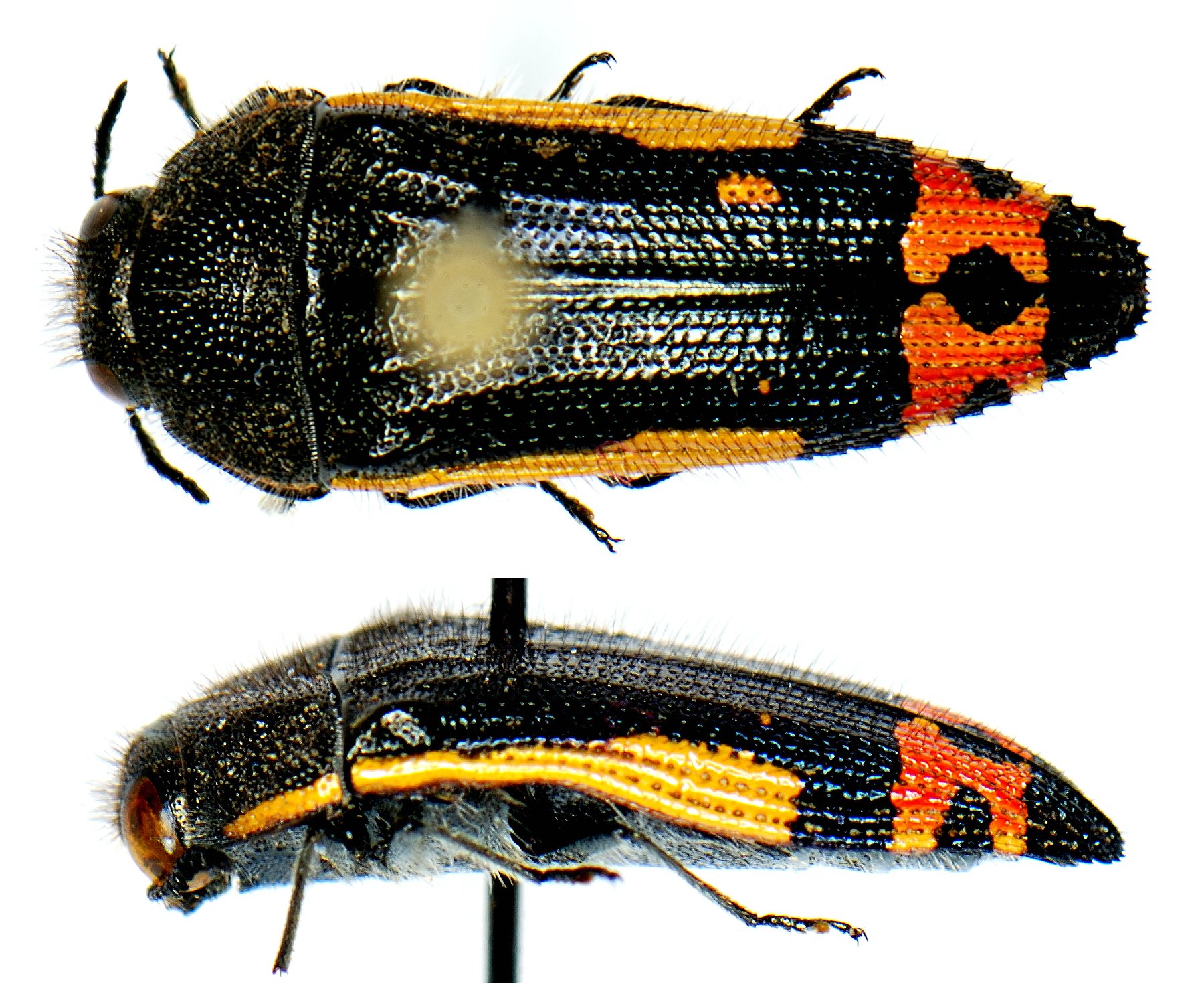 Download Animal Insect Wallpaper