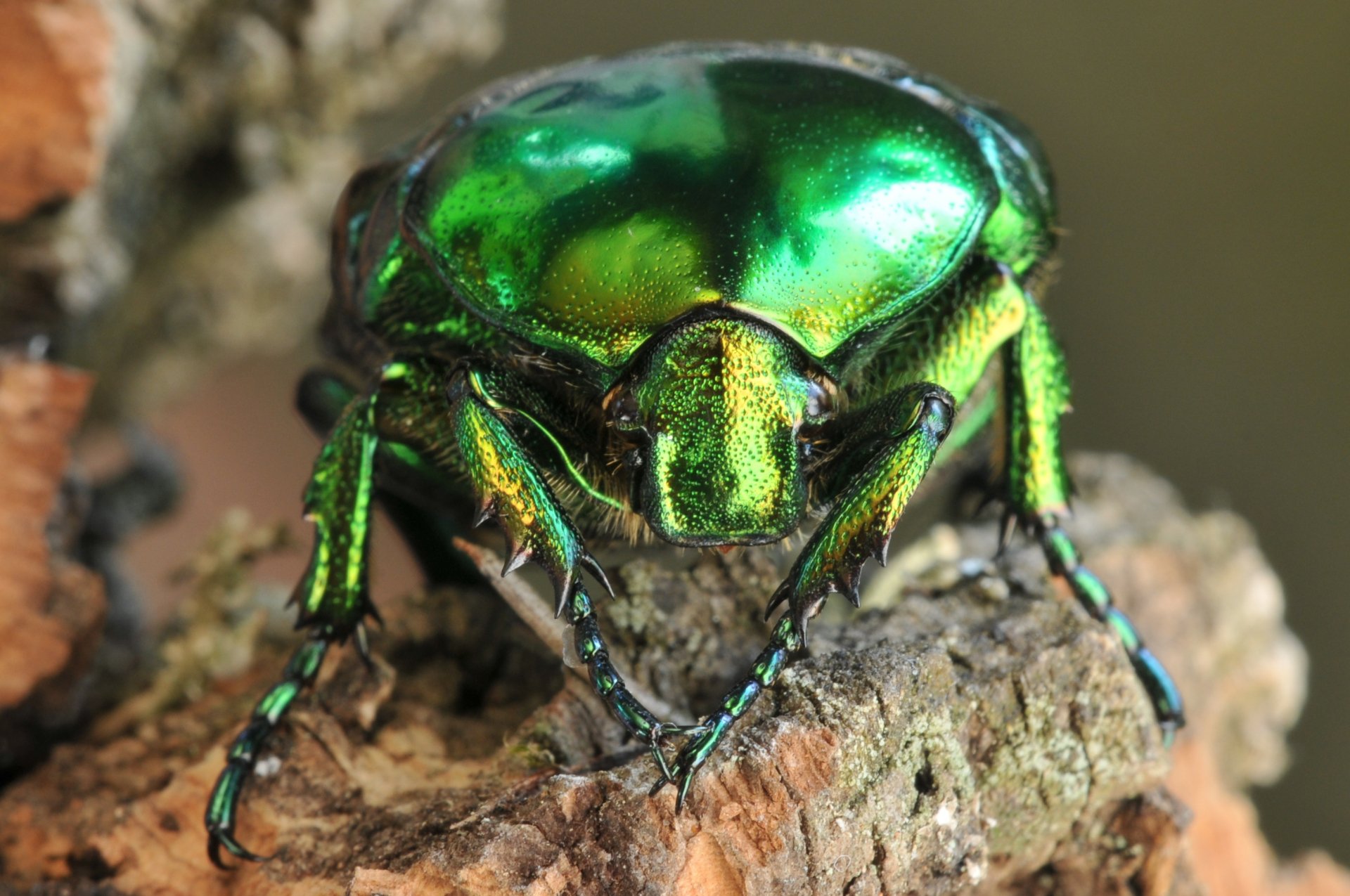 Download Animal Insect HD Wallpaper | 2909x1932 | Wallpaper Abyss