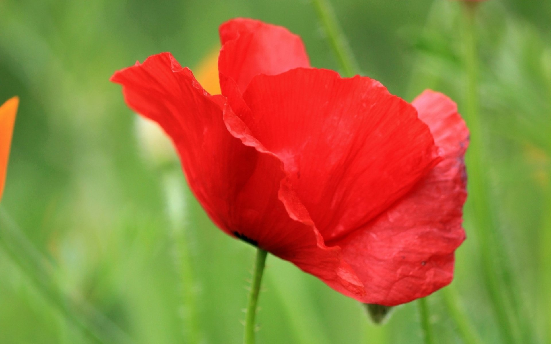 Nature Poppy HD Wallpaper