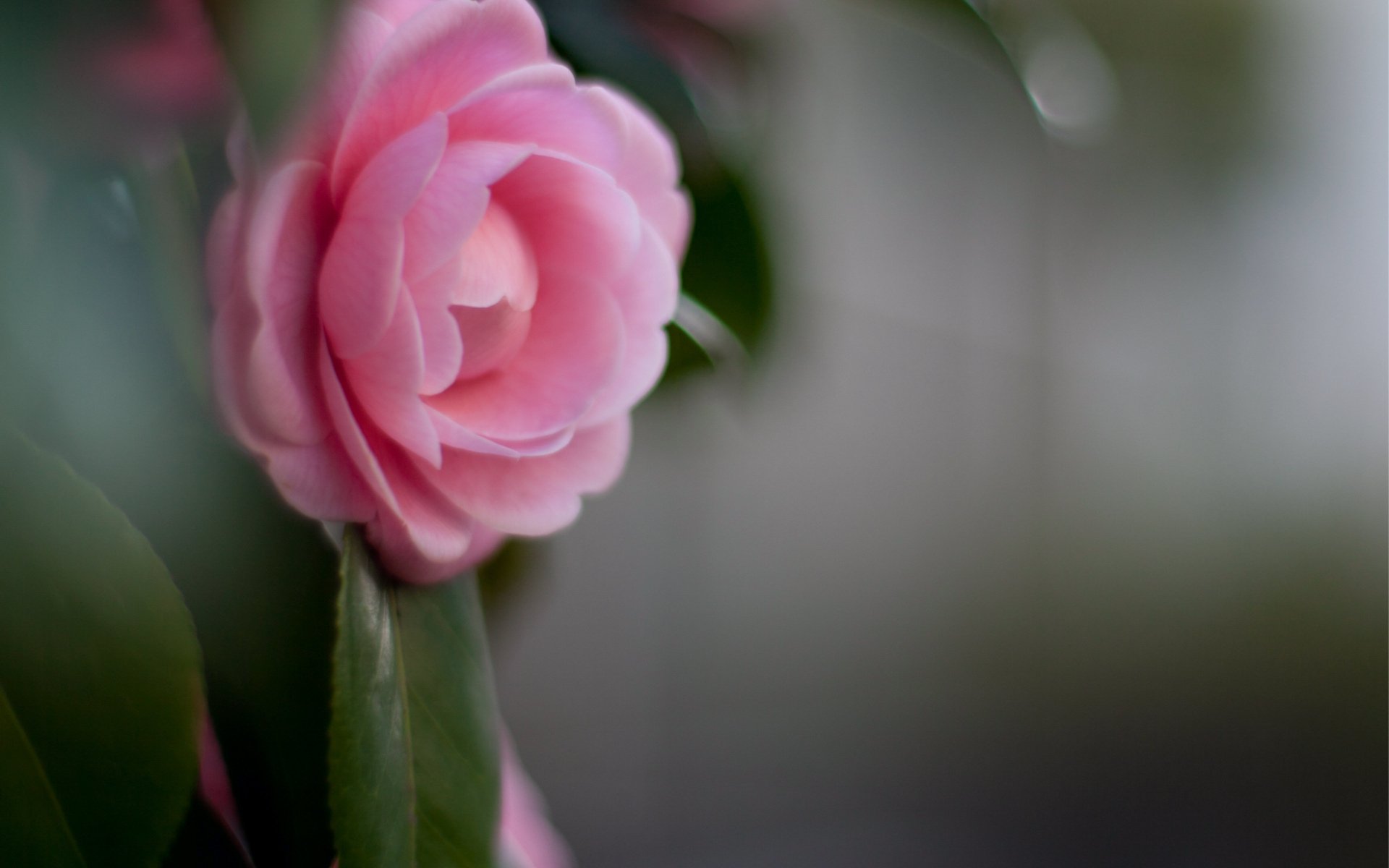 HD PC desktop wallpaper featuring a close-up of a soft pink rose bloom against a blurred natural green and gray background.