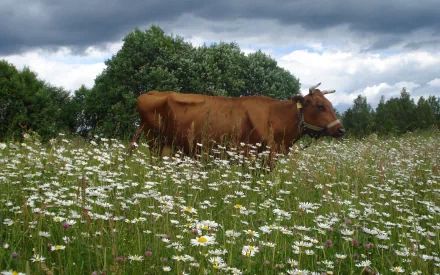 A serene landscape featuring a brown cow grazing in a field of white daisies, set against a backdrop of lush greenery and dramatic clouds. Ideal HD desktop wallpaper.