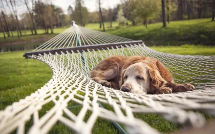 HD wallpaper featuring a golden retriever relaxing on a hammock in a scenic, green park setting.
