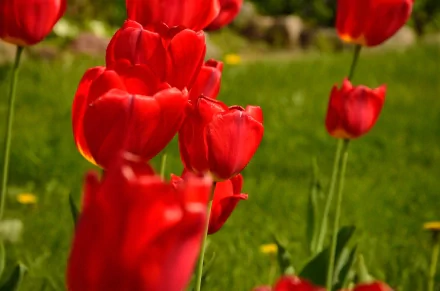 flower nature tulip HD Desktop Wallpaper | Background Image
