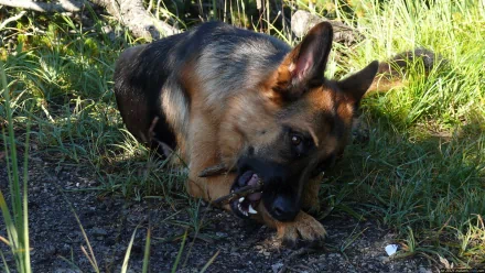 HD PC desktop wallpaper featuring a German Shepherd dog chewing on a stick outdoors in natural sunlight with grass and foliage in the background.