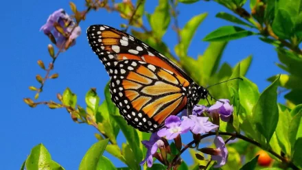 A vibrant butterfly with orange and black wings perches on a purple flower among green leaves against a clear blue sky. HD desktop wallpaper and background.