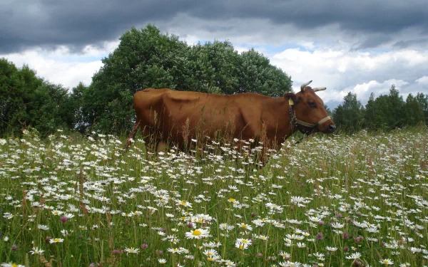 A serene landscape featuring a brown cow grazing in a field of white daisies, set against a backdrop of lush greenery and dramatic clouds. Ideal HD desktop wallpaper.