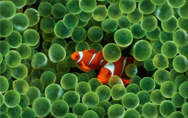 A vibrant underwater scene featuring clownfish nestled among a colorful sea anemone. This HD wallpaper showcases the beauty of marine life in stunning detail.