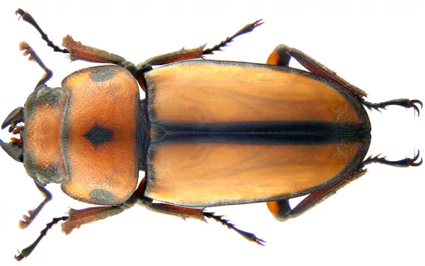 Animal insect HD Desktop Wallpaper | Background Image