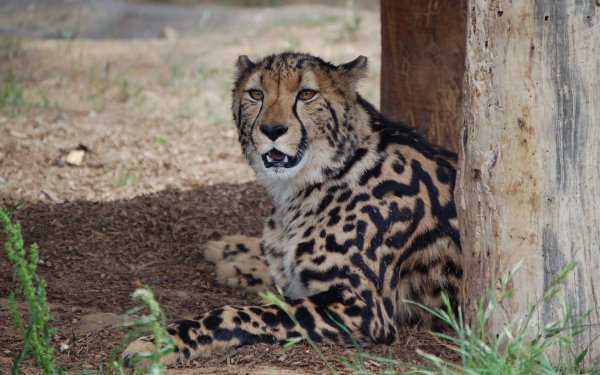 Animal Cheetah Cats King Cheetah HD Wallpaper | Background Image