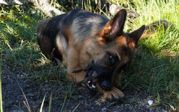 HD PC desktop wallpaper featuring a German Shepherd dog chewing on a stick outdoors in natural sunlight with grass and foliage in the background.