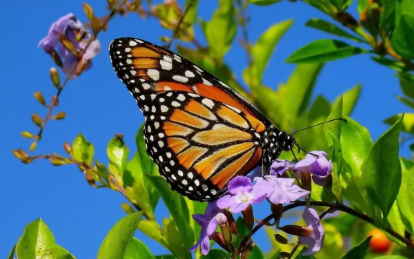 A vibrant butterfly with orange and black wings perches on a purple flower among green leaves against a clear blue sky. HD desktop wallpaper and background.