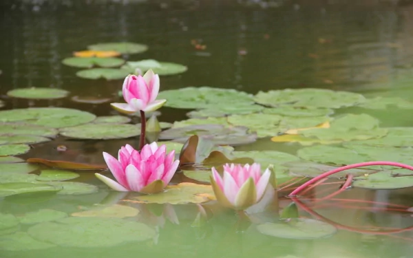 HD PC desktop wallpaper featuring serene nature with pink lotus flowers blooming amid green lily pads on calm water.