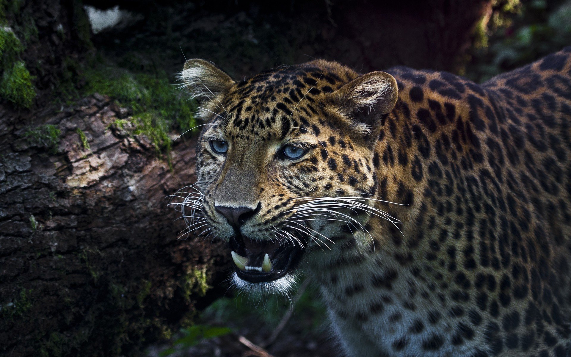 A striking HD wallpaper featuring a leopard with intense blue eyes, poised amidst a natural setting, showcasing its powerful presence and distinctive spotted coat.