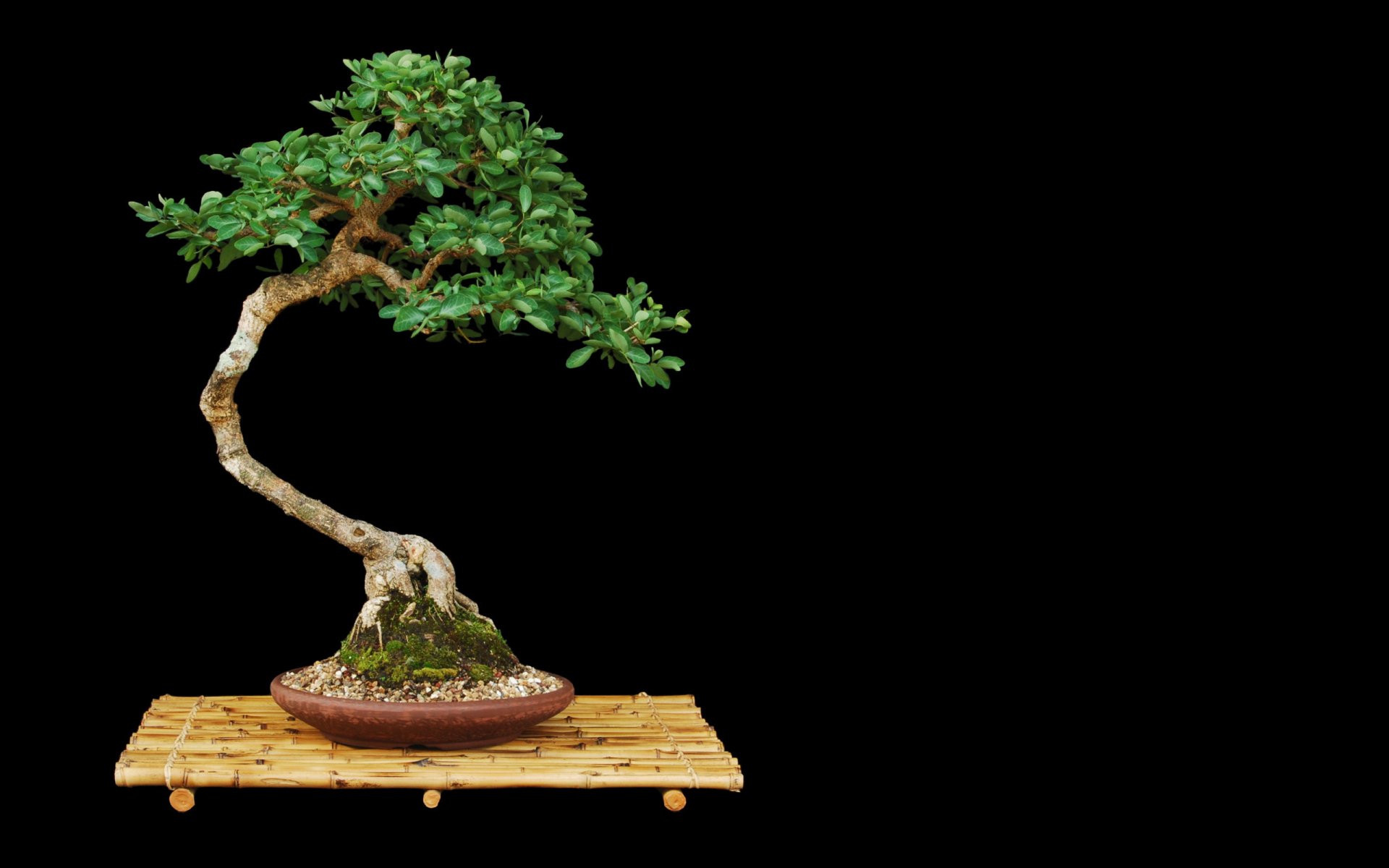 HD PC desktop wallpaper featuring a detailed bonsai tree with lush green leaves on a bamboo mat, set against a solid black background showcasing nature's artistry.