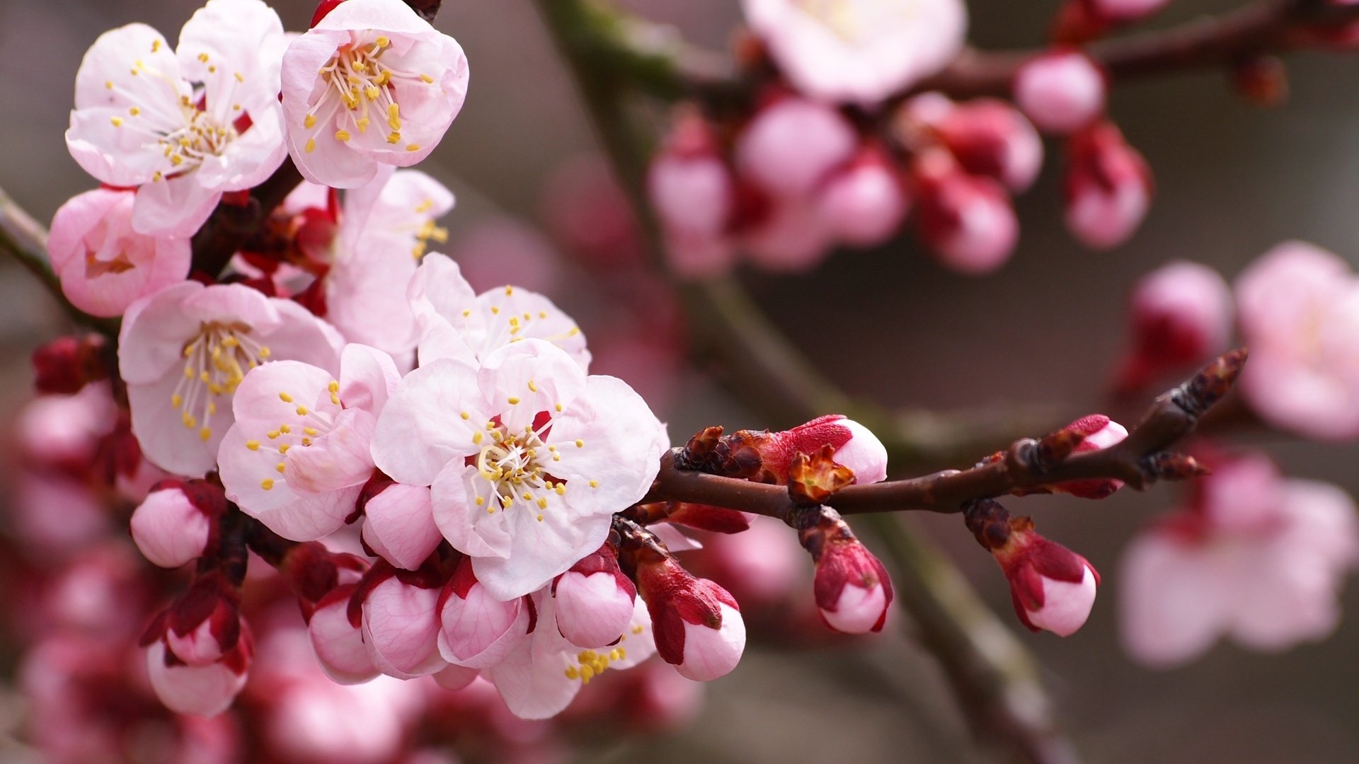 HD PC desktop wallpaper featuring a close-up of delicate pink blossoms on tree branches, capturing the beauty of nature in full bloom.