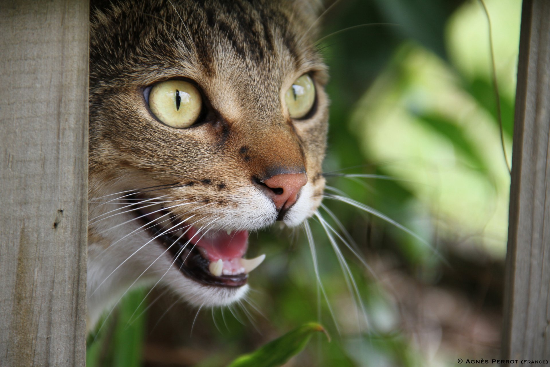 A close-up of a curious cat peering through a wooden fence, showcasing its vibrant green eyes and playful expression. This captivating image serves as a HD PC desktop wallpaper.