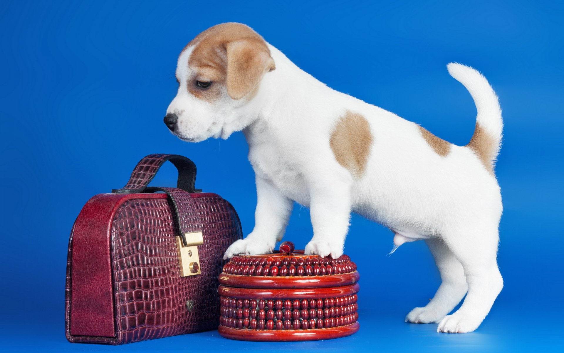 A playful puppy stands atop a decorative box next to a stylish bag, set against a vibrant blue background, creating an appealing HD desktop wallpaper.