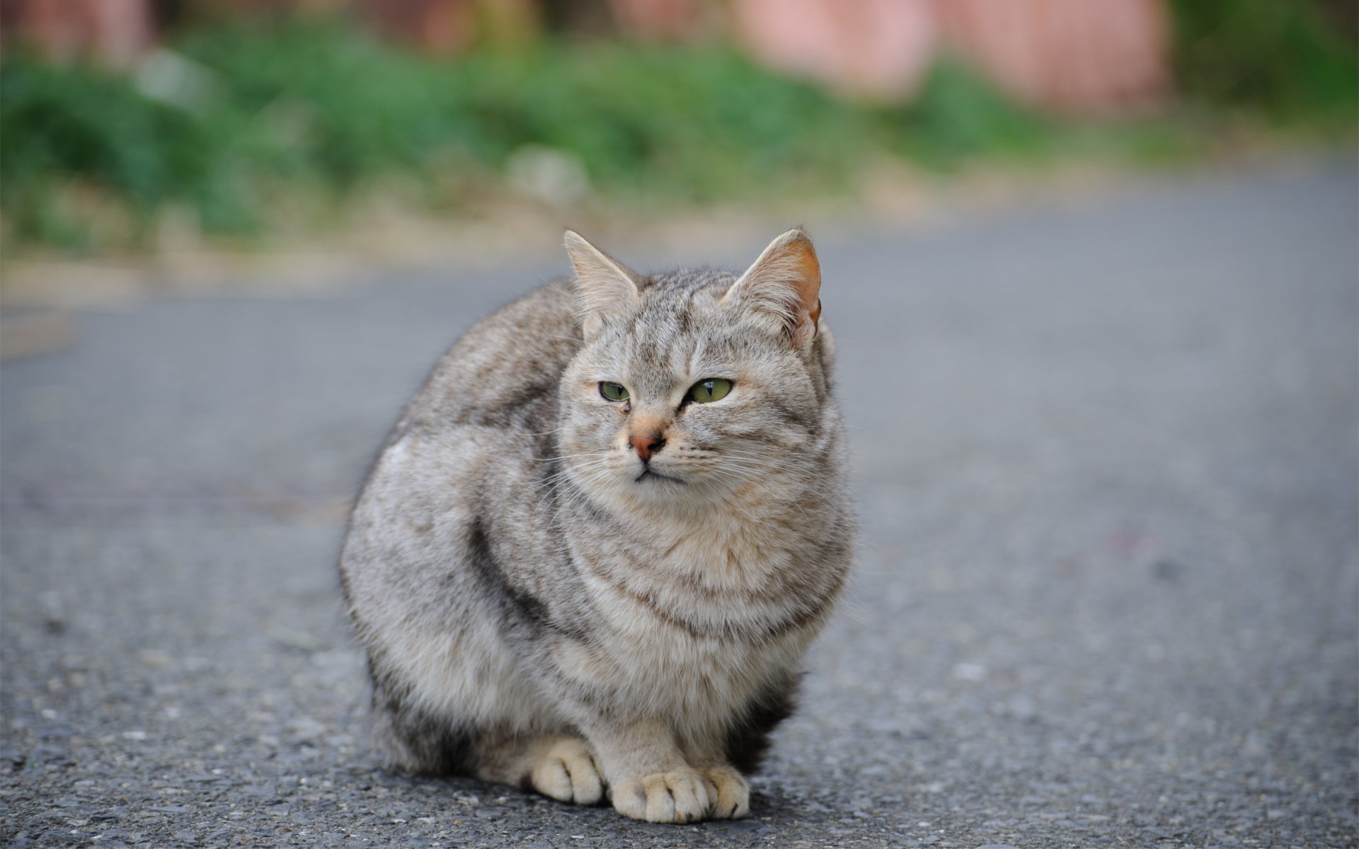 A serene cat sits on a quiet pathway, surrounded by greenery, captured in stunning detail, making for an engaging HD PC desktop wallpaper and background.