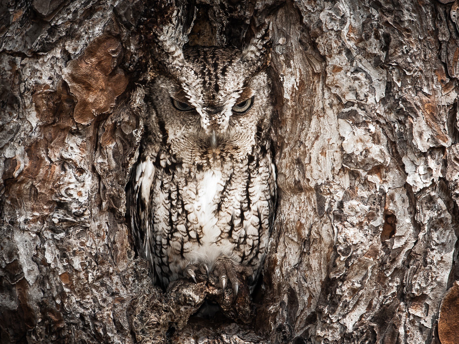 A beautifully detailed HD wallpaper of an owl blending into the tree bark, showcasing its striking patterns and natural camouflage in the wild.