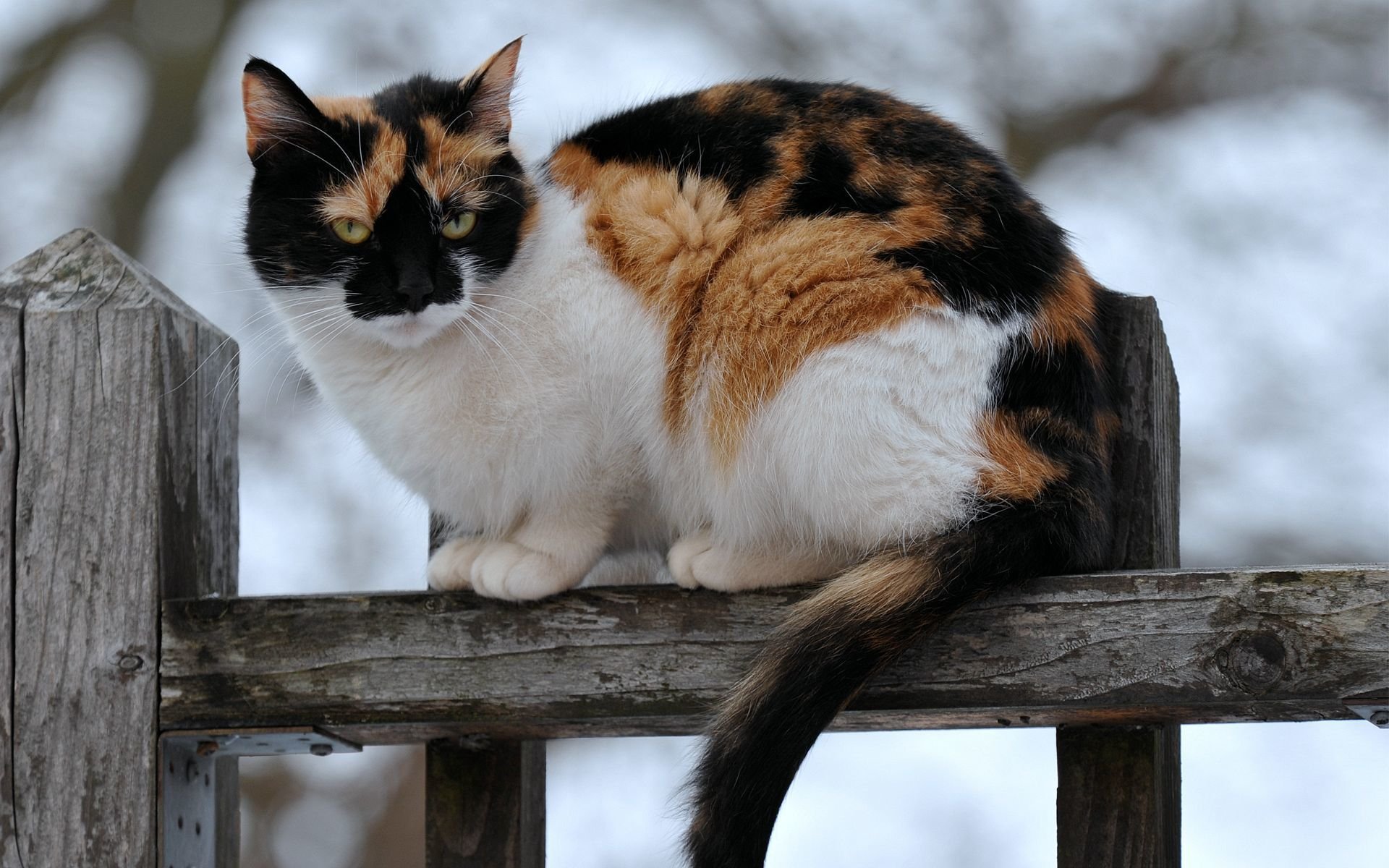 Британская кошка трехцветная