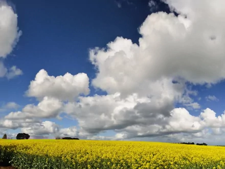 HD PC desktop wallpaper featuring a vibrant yellow field under a bright blue sky filled with large, fluffy white clouds, showcasing the beauty of nature.