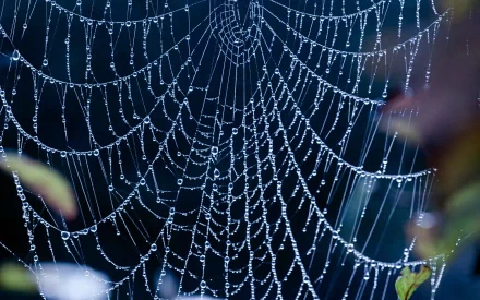 A close-up of a delicate spider web adorned with dewdrops, set against a dark background, creating a striking HD wallpaper and background for your PC desktop.
