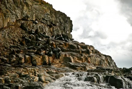 HD desktop wallpaper featuring a group of seals resting on rocky cliffs by the ocean under a cloudy sky.