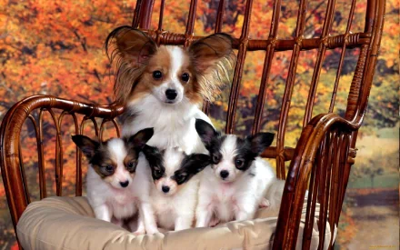 HD desktop wallpaper featuring a Papillon dog puppy with three smaller Papillon puppies seated on a cushioned wooden rocking chair against an autumn foliage background.