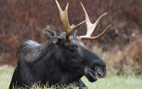 Animal moose HD Desktop Wallpaper | Background Image