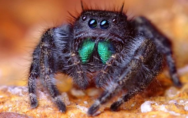 A close-up of a jumping spider showcasing its detailed features, including vibrant green underparts, set against a warm, textured background. This HD image works well as a desktop wallpaper.
