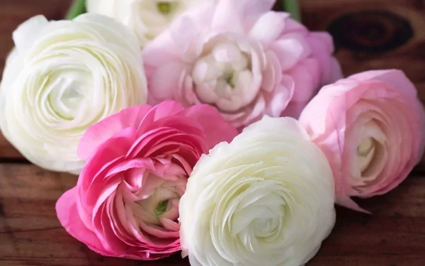 A vibrant arrangement of pink and white roses on a wooden surface, highlighting the beauty of nature in an HD desktop wallpaper background.
