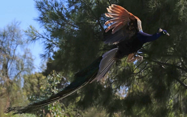 HD PC desktop wallpaper featuring a peacock in mid-flight against a backdrop of green trees and clear sky.