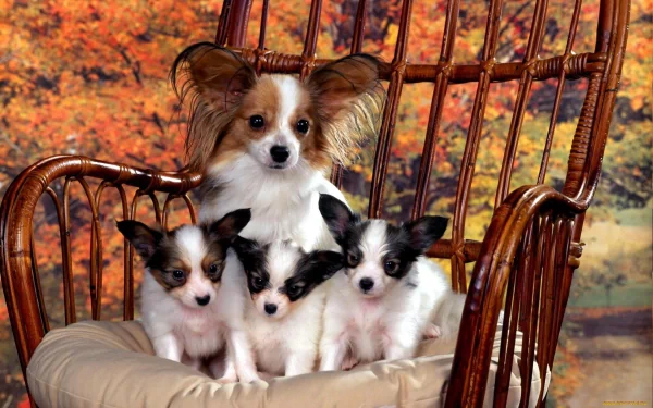 HD desktop wallpaper featuring a Papillon dog puppy with three smaller Papillon puppies seated on a cushioned wooden rocking chair against an autumn foliage background.