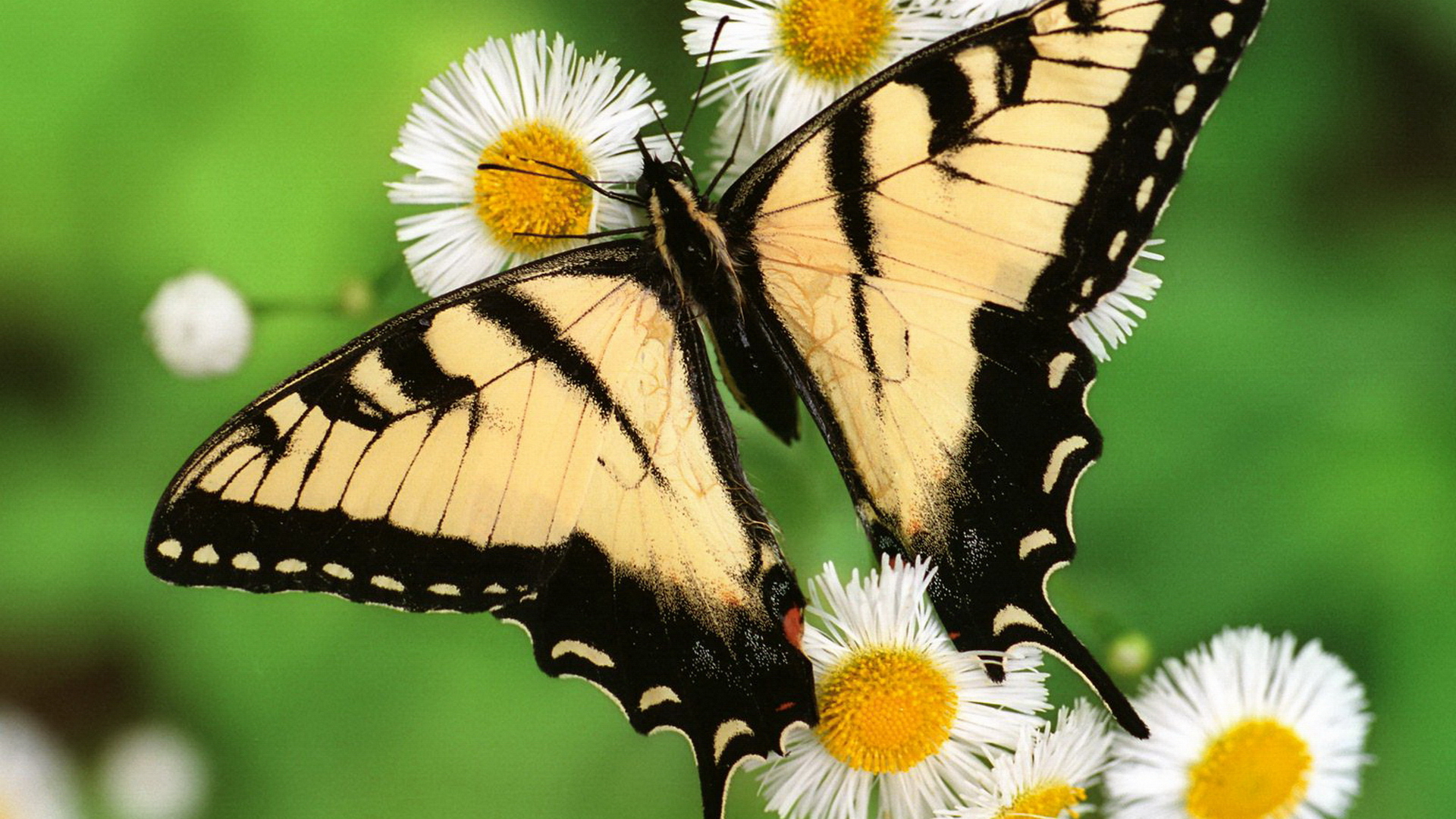 Animales Swallowtail Butterfly Fondo de pantalla HD | Fondo de Escritorio