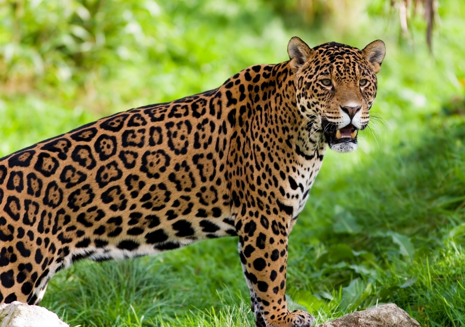 HD desktop wallpaper featuring a close-up of a jaguar standing on green grass with a blurred natural background.