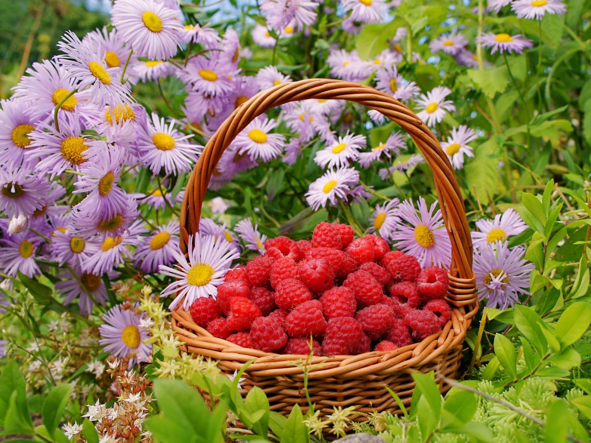 Food Raspberry HD Wallpaper
