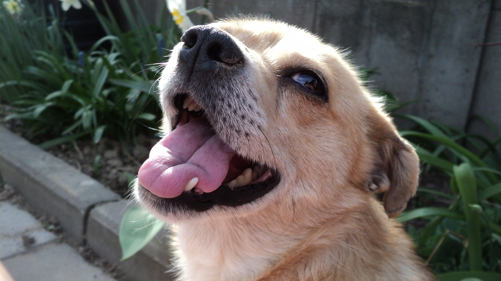 HD PC desktop wallpaper background showing an animal (dog): close-up of a happy tan dog panting with tongue out against a leafy garden backdrop.