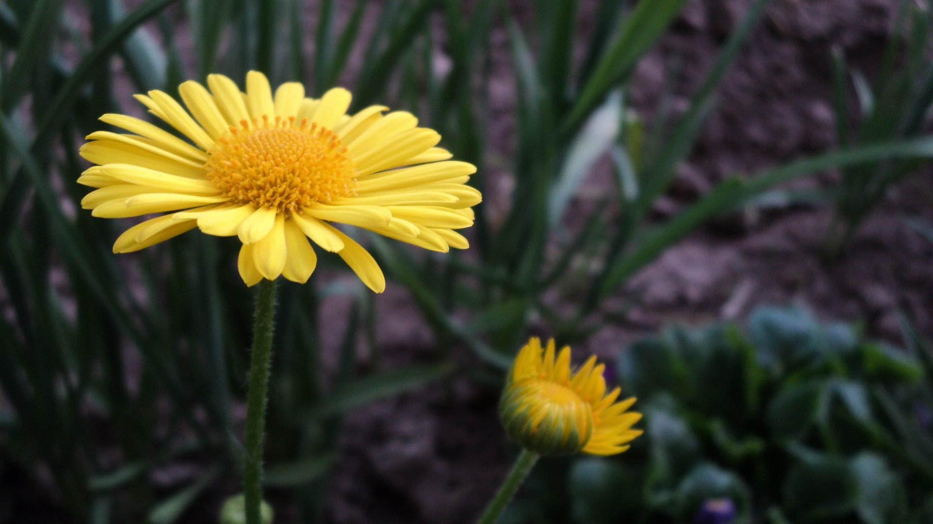 HD PC desktop wallpaper featuring a close-up of a vibrant yellow flower in nature with blurred greenery in the background.