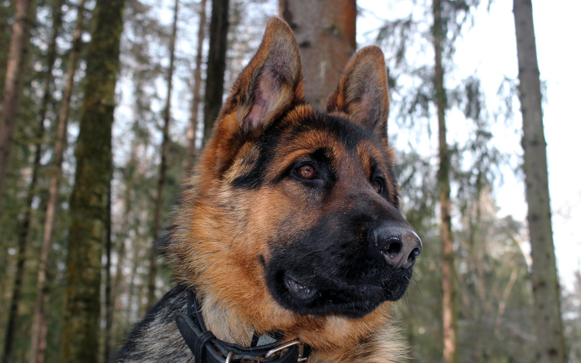 A close-up of a German Shepherd in a forest setting, showcasing its attentive demeanor and striking features. This HD image serves as a captivating desktop wallpaper.