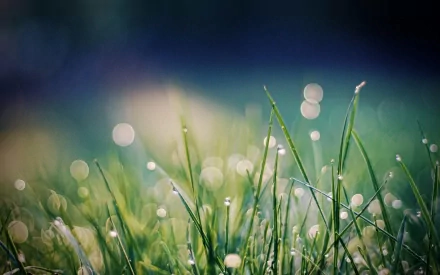 nature grass HD Desktop Wallpaper | Background Image
