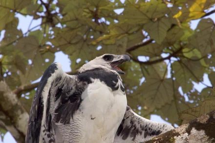 Animal harpy eagle HD Desktop Wallpaper | Background Image