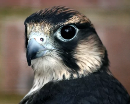 Animal peregrine falcon HD Desktop Wallpaper | Background Image