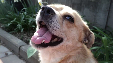 HD PC desktop wallpaper background showing an animal (dog): close-up of a happy tan dog panting with tongue out against a leafy garden backdrop.