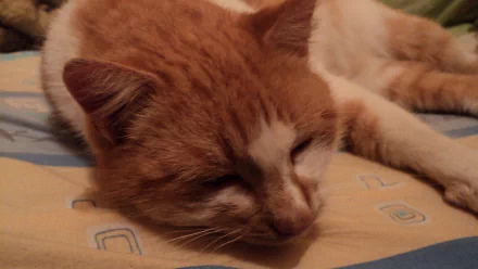 HD desktop wallpaper featuring a close-up of a serene orange and white cat resting on a patterned fabric surface.