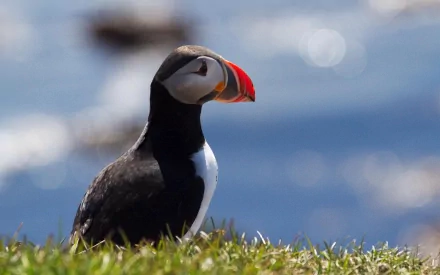 HD desktop wallpaper of a colorful puffin standing on grass with a blurred blue water background.