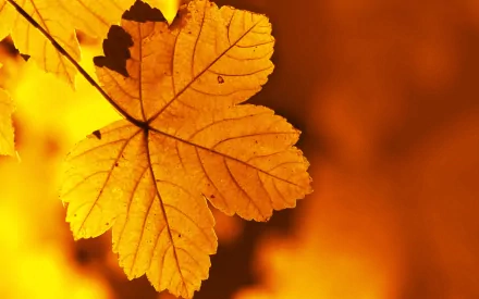 HD nature desktop wallpaper featuring a close-up of a golden-yellow leaf with detailed veins against a warm, blurred orange background.